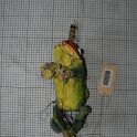 TF001169-3