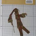 TF005893-1 Asien China,Figur-Teil,Leder,Fritz Fey,2010