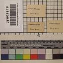 TF009876-1 Europa,Blatt,Papier,Fritz Fey,2010