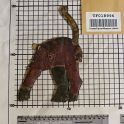 TF018996-2