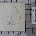 TF025079-1 Europa Deutschland,Blatt,Papier,Fritz Fey,2011