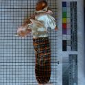 TF027881-1a Europa,Figur,Holz,Fritz Fey,2011